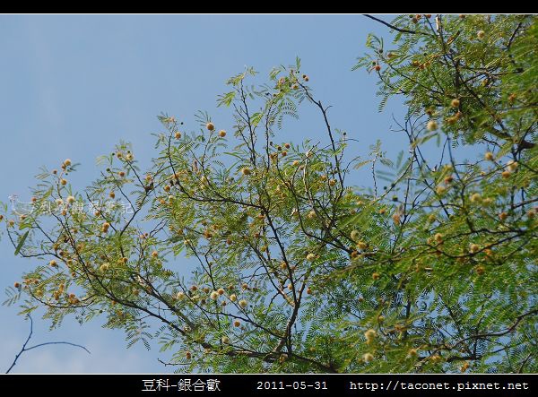 豆科-銀合歡_03.jpg