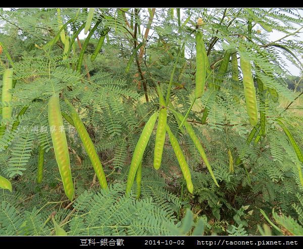 豆科-銀合歡_12.jpg