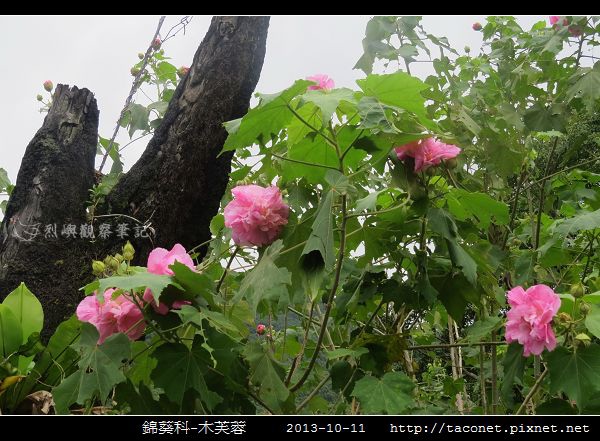 錦葵科-木芙蓉_16.jpg