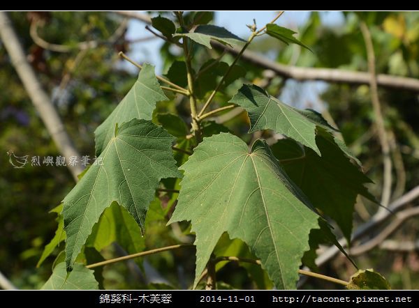 錦葵科-木芙蓉_06.jpg