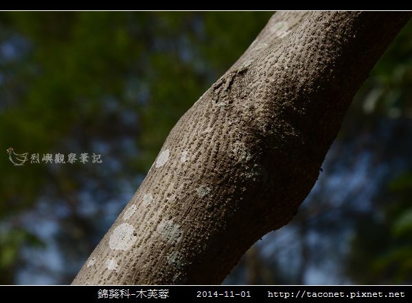 錦葵科-木芙蓉_04.jpg