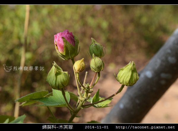 錦葵科-木芙蓉_01.jpg
