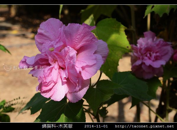 錦葵科-木芙蓉_02.jpg