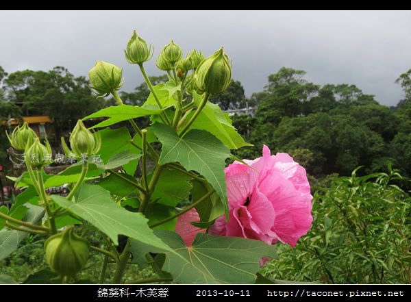 錦葵科-木芙蓉_13.jpg