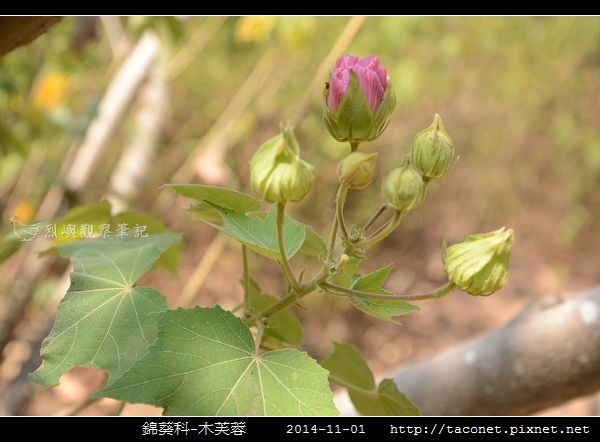 錦葵科-木芙蓉_11.jpg