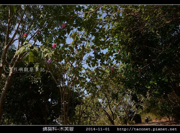 錦葵科-木芙蓉_10.jpg