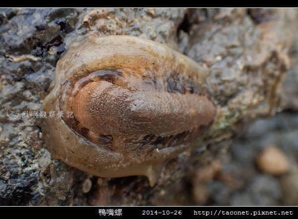 鴨嘴螺_07.jpg