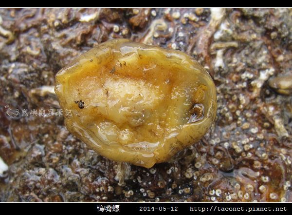 鴨嘴螺_03.jpg