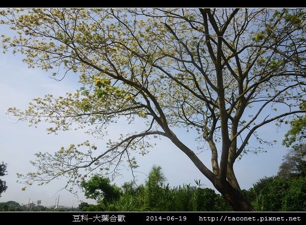 豆科-大葉合歡_14.jpg