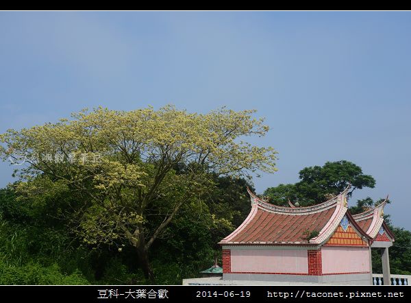 豆科-大葉合歡_09.jpg