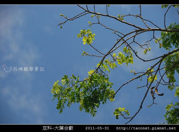 豆科-大葉合歡_08.jpg