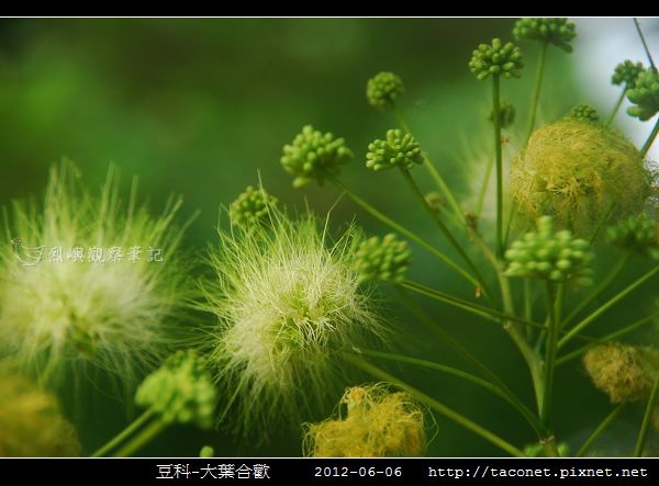 豆科-大葉合歡_05.jpg