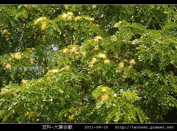 豆科-大葉合歡_02.jpg