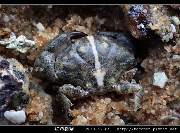 細巧皺蟹_20.jpg
