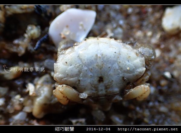 細巧皺蟹_17.jpg
