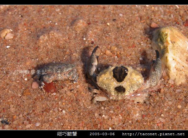 細巧皺蟹_01.jpg