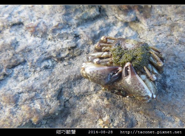 細巧皺蟹_06.jpg
