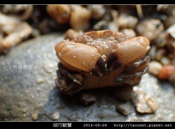 細巧皺蟹_11.jpg