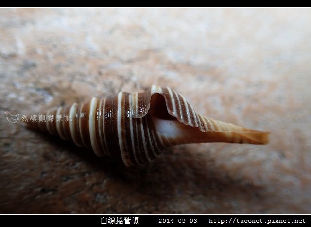 白線捲管螺_03.jpg