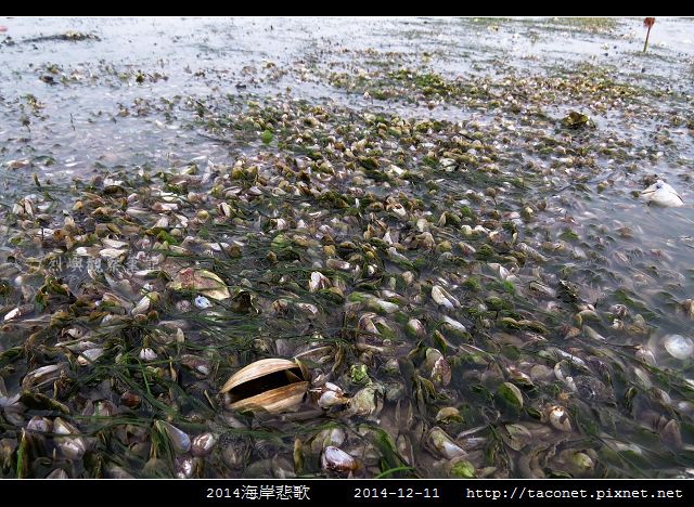 2014海岸悲歌_18.jpg