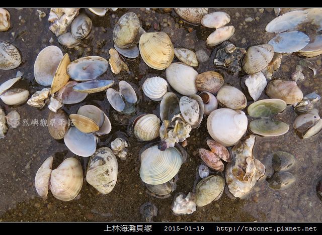 上林海灘貝塚_02.jpg