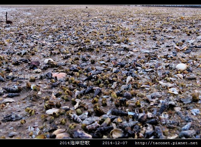 2014海岸悲歌_11.jpg