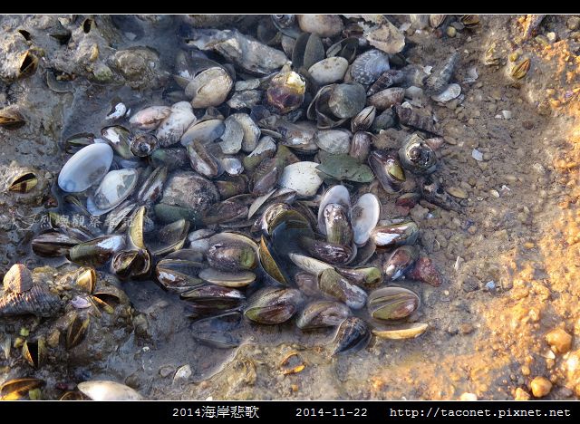 2014海岸悲歌_29.jpg