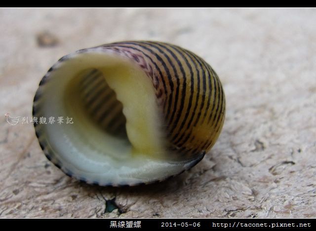 黑線蜑螺_03.jpg