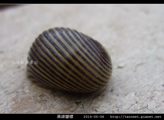 黑線蜑螺_01.jpg