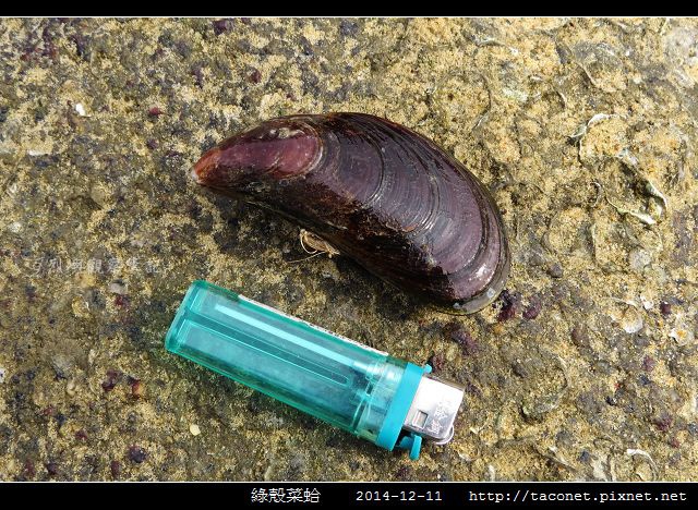 綠殼菜蛤_06.jpg