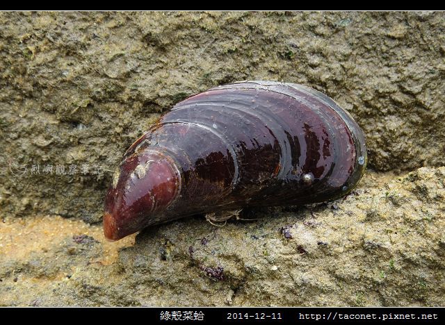 綠殼菜蛤_05.jpg