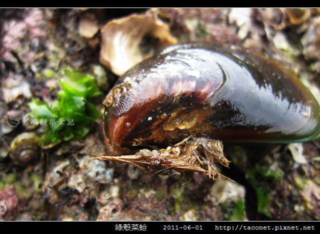 綠殼菜蛤_04.jpg