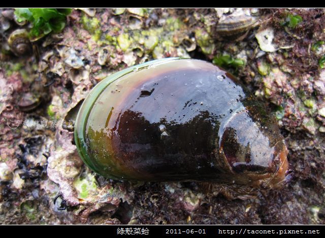 綠殼菜蛤_02.jpg