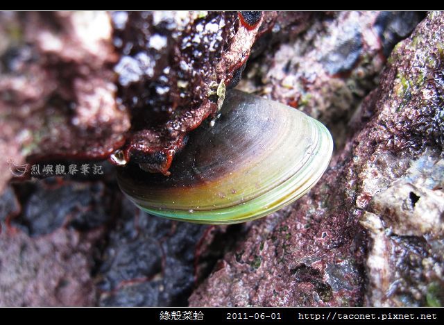 綠殼菜蛤_01.jpg