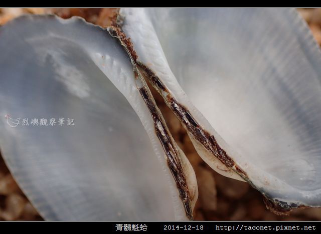 青鬍魁蛤_10.jpg