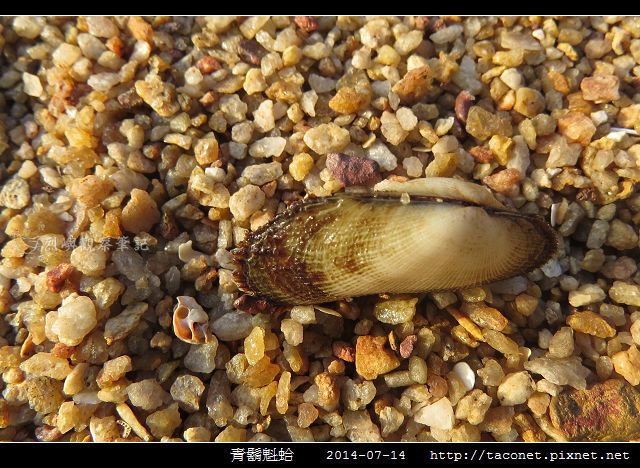 青鬍魁蛤_04.jpg