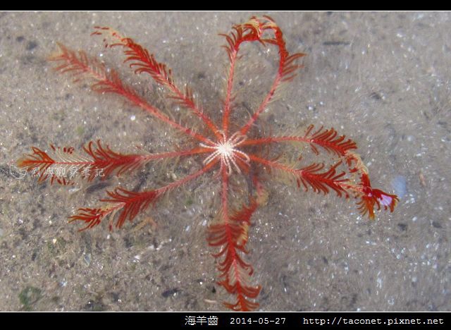 海羊齒_10.jpg