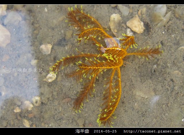海羊齒_09.jpg