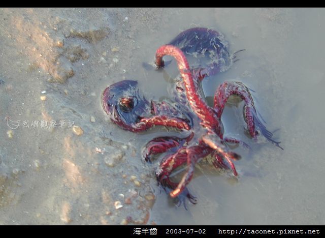 海羊齒_05.jpg