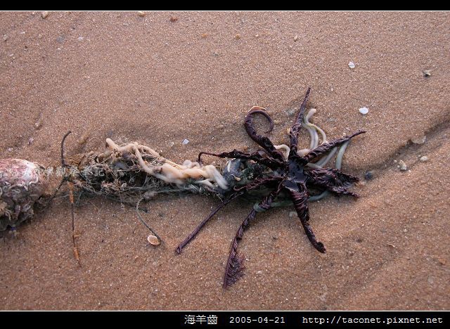 海羊齒_03.jpg
