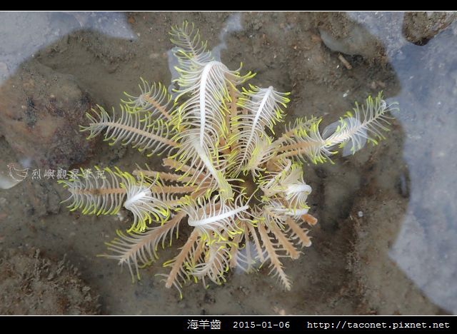 海羊齒_19.jpg