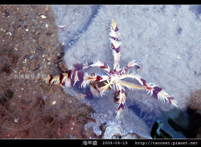 海羊齒_04.jpg