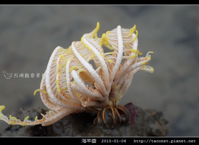 海羊齒_17.jpg