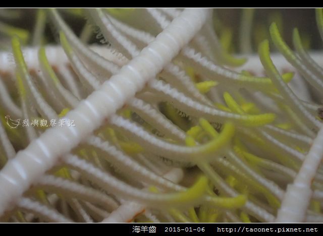 海羊齒_16.jpg