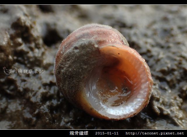 龍骨鐘螺_07.jpg