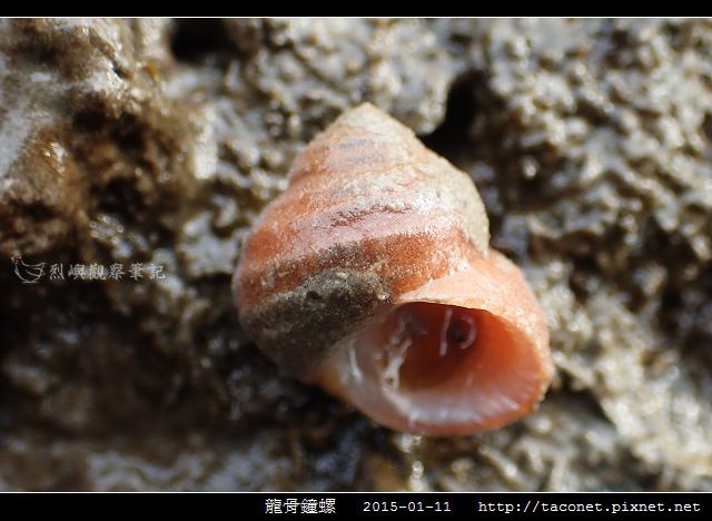 龍骨鐘螺_06.jpg