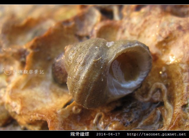 龍骨鐘螺_01.jpg