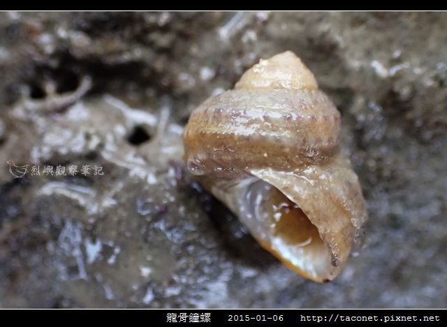 龍骨鐘螺_03.jpg