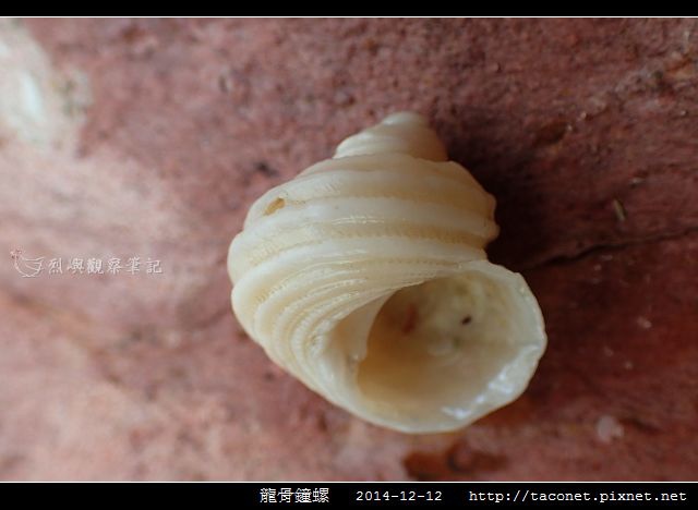 龍骨鐘螺_12.jpg