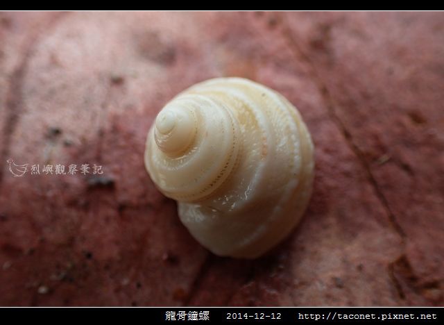 龍骨鐘螺_11.jpg